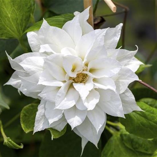 Clematis (Grossbl., frühblüh. Gruppe) 'Duchess of Edinburgh'