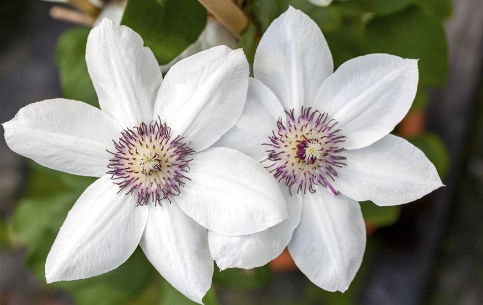 Clematis (Grossbl., frühblüh. Gruppe) 'Miss Bateman' Clematis (Grossbl., frühblüh. Gruppe) 'Miss Bateman'