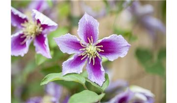 Gartenpflanzen Daepp