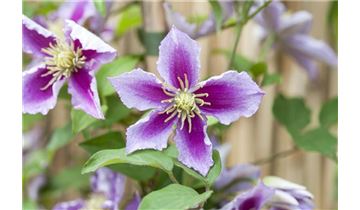 Gartenpflanzen Daepp