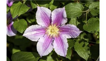 Gartenpflanzen Daepp