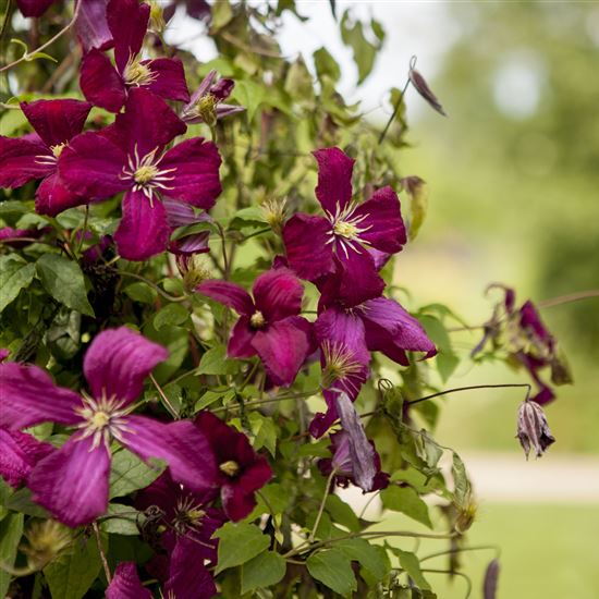 Clematis (Viticella-Gruppe) 'Madame Julia Correvon'