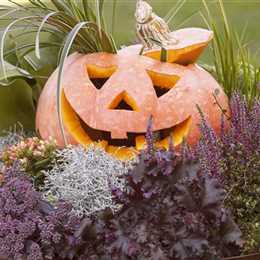 Lecker im Kochtopf oder horrormäßig als Totenkopf – mit dem Kürbis ist alles möglich! Lecker im Kochtopf oder horrormäßig als Totenkopf – mit dem Kürbis ist alles möglich!