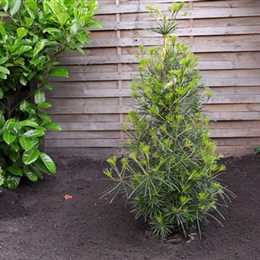 Weihnachtsbaum-Pflege / Lebens-Verlängerung in der Adventszeit für Topf + geschlagene Weihnachtsbaum-Pflege / Lebens-Verlängerung in der Adventszeit für Topf + geschlagene