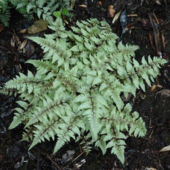 Athyrium niponicum var. pictum Athyrium niponicum var. pictum