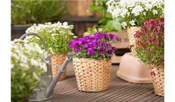 Gartenpflanzen Daepp