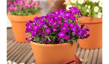 Gartenpflanzen Daepp