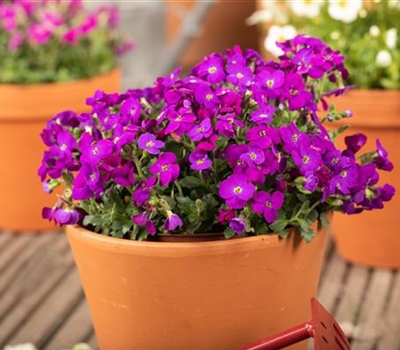 Aubrieta 'Kitte' blau