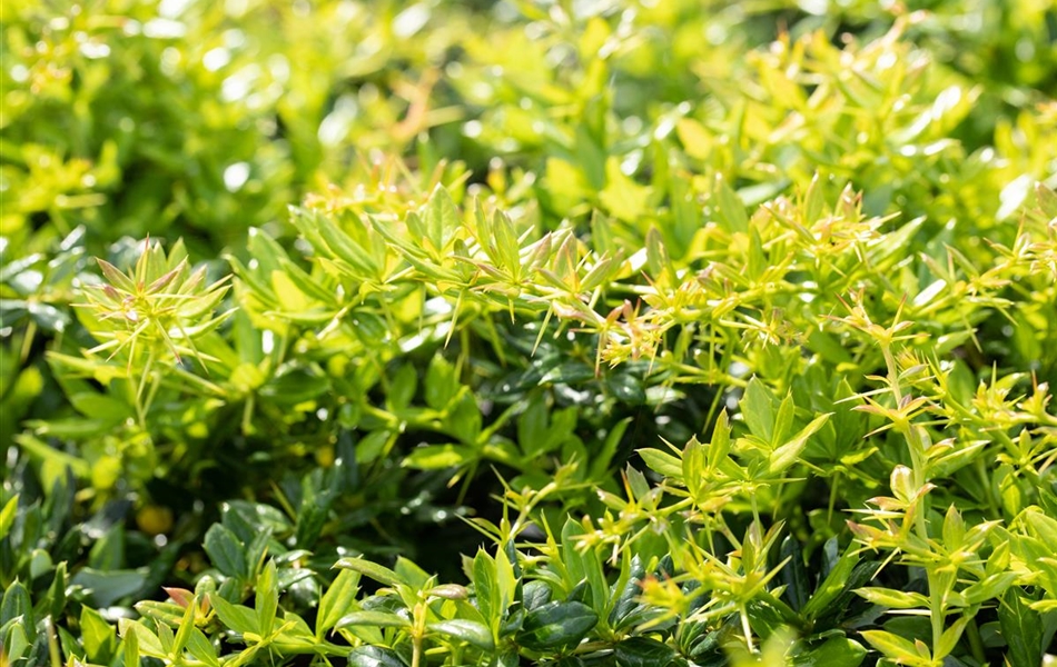 Berberis candidula Berberis candidula