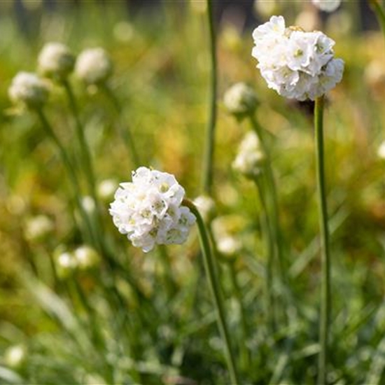 Armeria maritima 'Alba' Armeria maritima 'Alba'