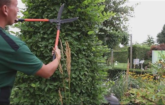 Hainbuche - Zurückschneiden Hainbuche - Zurückschneiden