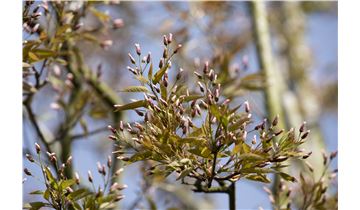 Gartenpflanzen Daepp