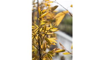 Gartenpflanzen Daepp