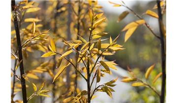 Gartenpflanzen Daepp