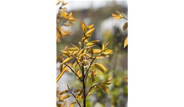 Gartenpflanzen Daepp