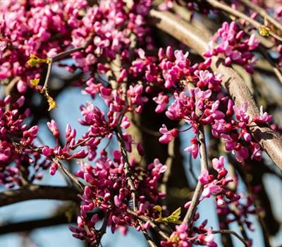 Cercis canadensis 'Lavender Twist'