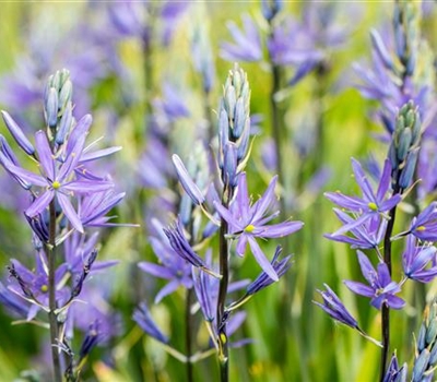 Camassia leichtlinii 'Caerulea'