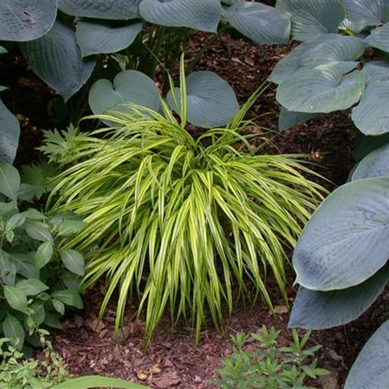 Carex morrowii Carex morrowii