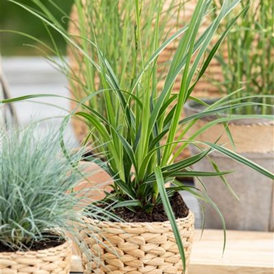 Carex morrowii 'Variegata' Carex morrowii 'Variegata'