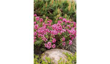 Gartenpflanzen Daepp