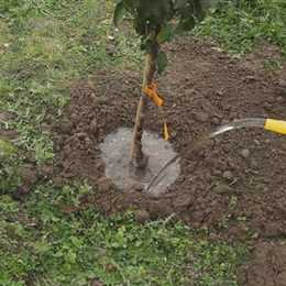 Zwergapfelbaum - Einpflanzen im Garten