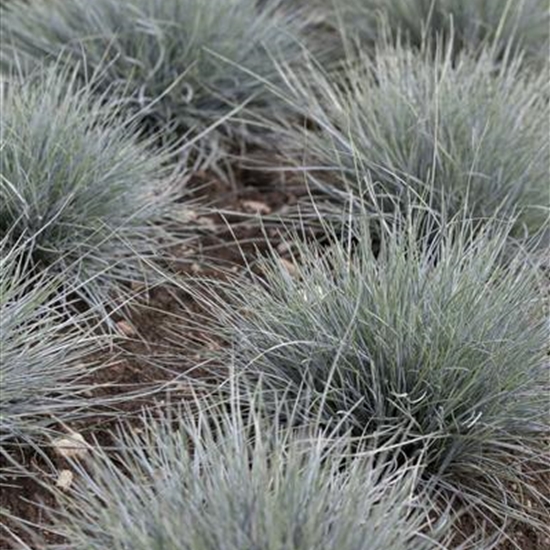 Festuca glauca 'Uchte' Festuca glauca 'Uchte'