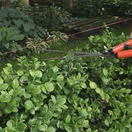 Buchsbaum - Heckenförmig zurückschneiden