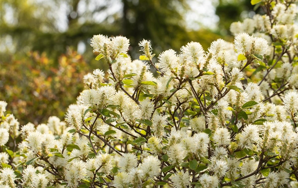 Fothergilla major Fothergilla major
