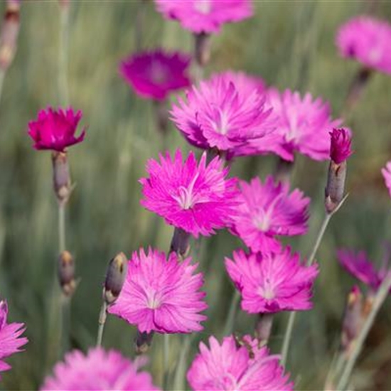 Dianthus gratianopolitanus 'Pink Jewel' Dianthus gratianopolitanus 'Pink Jewel'