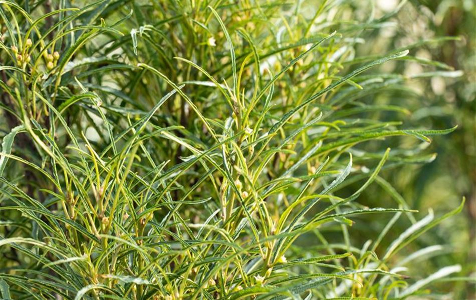 Frangula alnus 'Fine Line' Frangula alnus 'Fine Line'