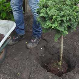 Zwerg-Muschelzypresse - Einpflanzen im Garten Zwerg-Muschelzypresse - Einpflanzen im Garten