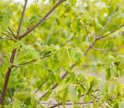 Acer griseum