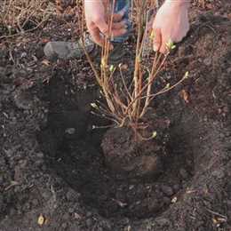 Sommergrüne Gartenazalee - Einpflanzen im Garten