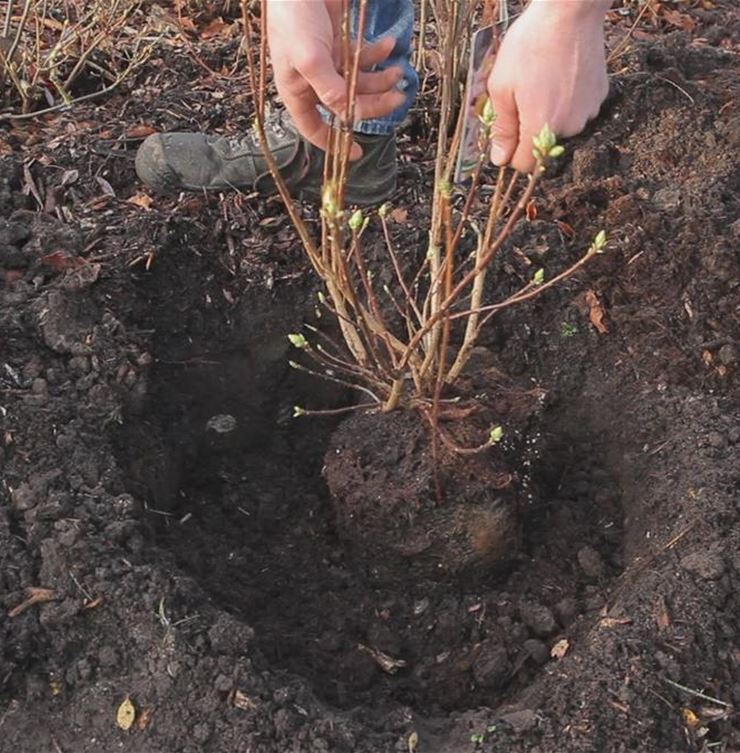 Sommergrüne Gartenazalee - Einpflanzen im Garten