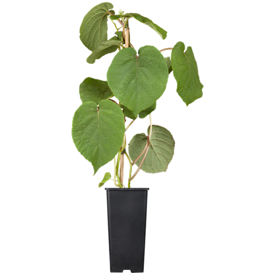 Actinidia deliciosa 'Jenny' Actinidia deliciosa 'Jenny'