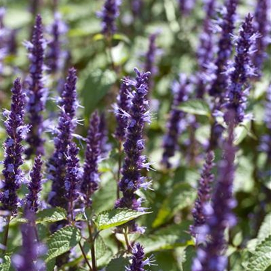 Agastache 'Black Adder' Agastache 'Black Adder'