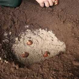 Crispa Tulpen - Blumenzwiebeln einpflanzen