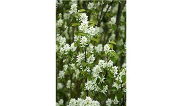 Gartenpflanzen Daepp