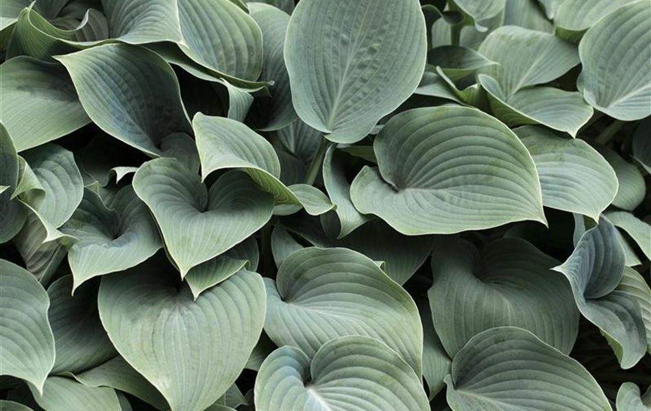 Hosta 'Elegans' Hosta 'Elegans'