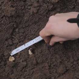 Blaustern - Blumenzwiebeln einpflanzen Blaustern - Blumenzwiebeln einpflanzen