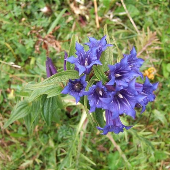 Gentiana asclepiadea Gentiana asclepiadea