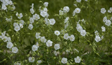Bildvorschau