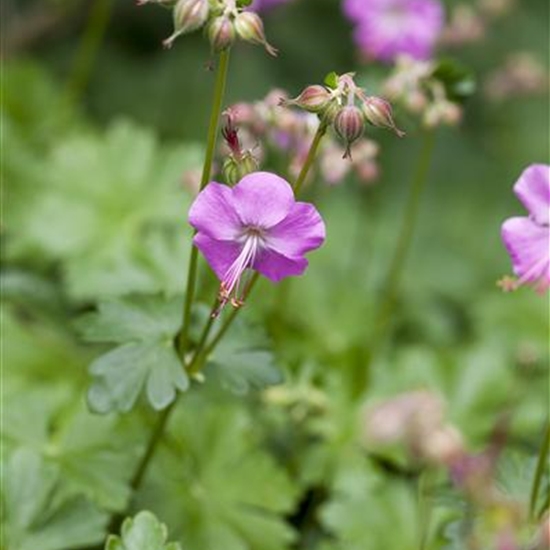 Geranium cantabrigiense (x) 'Berggarten'