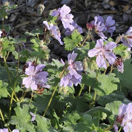 Geranium renardii 'Tcschelda'