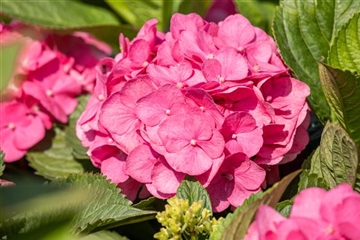 Hydrangea macrophylla 'Bouquet Rose' Hydrangea macrophylla 'Bouquet Rose'