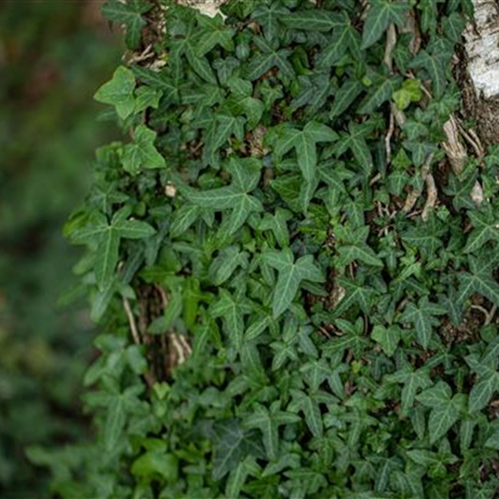 Hedera helix 'Sagittifolia' Hedera helix 'Sagittifolia'