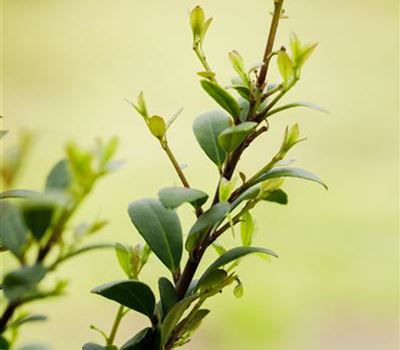 Ilex crenata 'Dark Green'