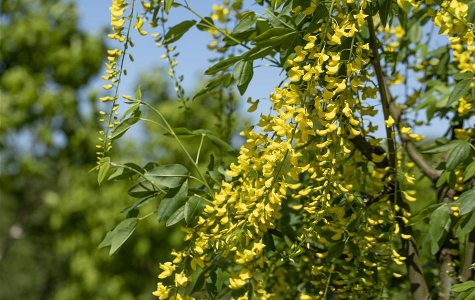 Laburnum watereri (x) 'Vossii'