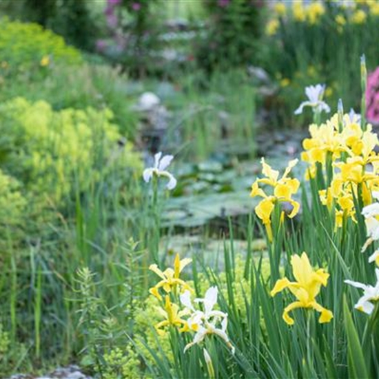 Iris pseudacorus Iris pseudacorus