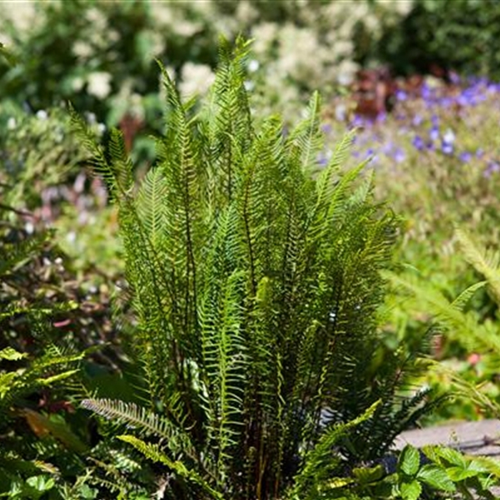 Blechnum spicant